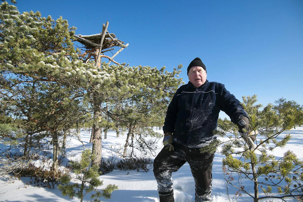 Risto Lautamajan ja alueen maanomistajan suunnitelmat turvetuotannon laajentamisesta tyssäsivät tähän suojeltuun sääksen tekopesään. Pesäpuulta on vain 80 metriä matkaa nykyisen turvesuon reunaan.