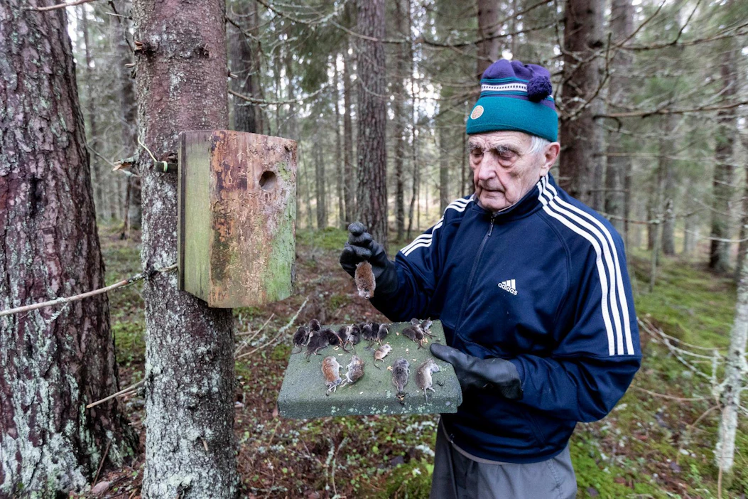 Lintuharrastaja Rauno Kuukkulalla on Ikaalisissa 180 varpuspöllön pönttöä. Tänä vuonna varpuspöllön saalis näyttää painottuneen lähes pelkästään pikkujyrsijöihin.