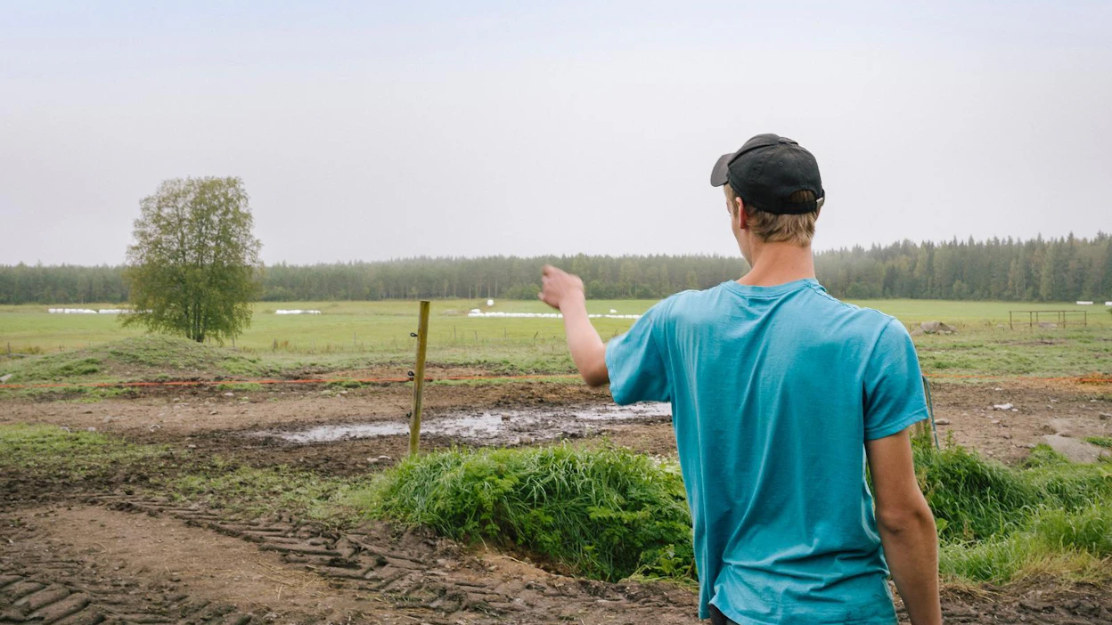 Kärsämäkeläisen Jalmari Kivelän tilalla tapettiin kolme hiehoa elokuun lopussa. Sudet ovat vierailleet toistuvasti alueen laitumilla.