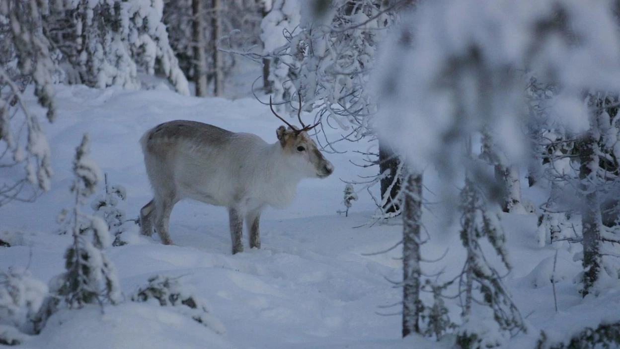 Poro lumisessa maisemassa. Normaalivuosina lumi ei aiheuta poroille ongelmia, mutta erityisen runsasluminen vuosi voi vaikeuttaa ruuan löytymistä.