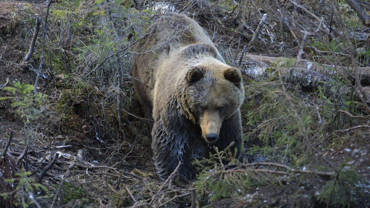 Kuvan karhu ei liity tapaukseen.