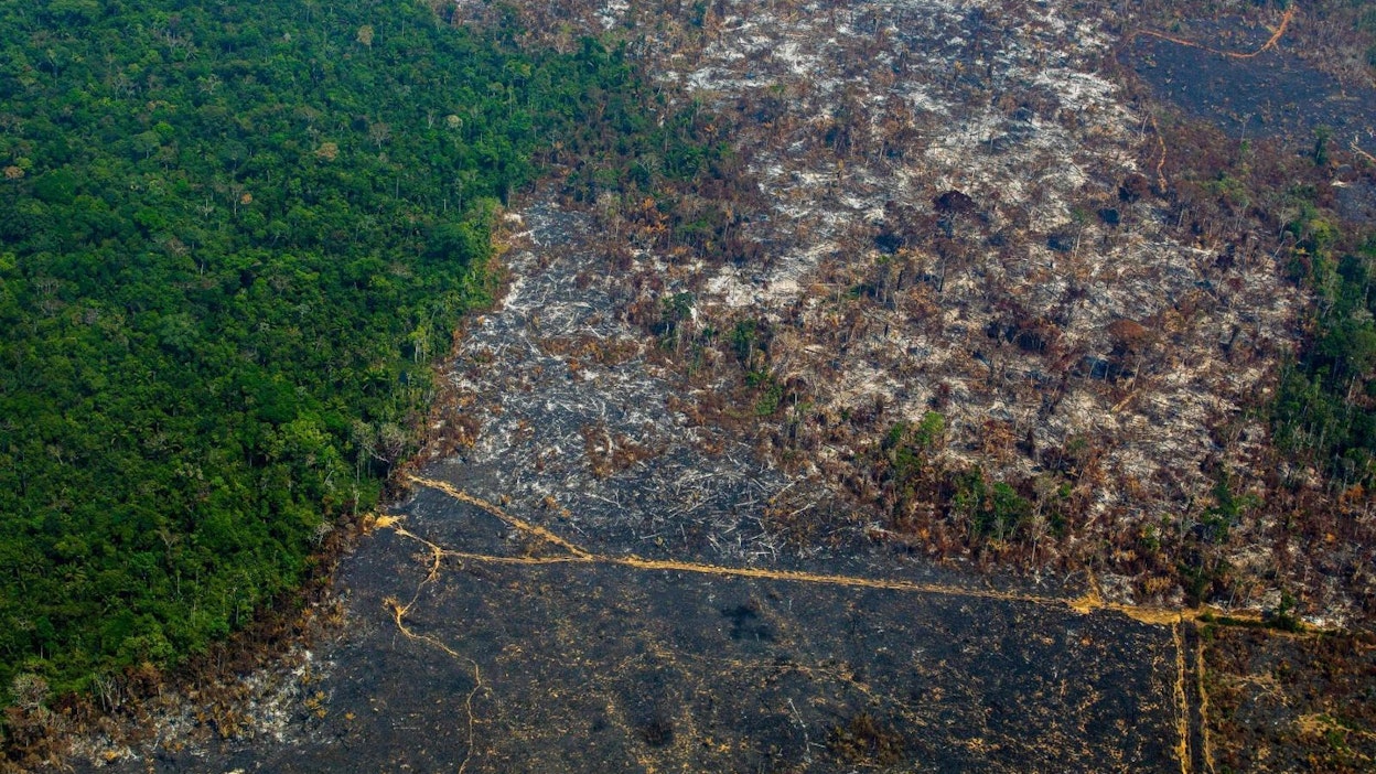 Tämän vuoden ensimmäisten kahdeksan kuukauden aikana Amazonia on tuhottu lähes kaksi kertaa nopeammin kuin samaan aikaan aikaisempana vuonna.