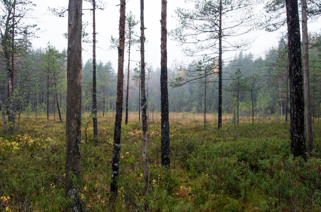 Sarainen nevalaikku aukeaa kelopuisen, suopursua ja juolukkaa kasvavan rämemännikön keskellä.