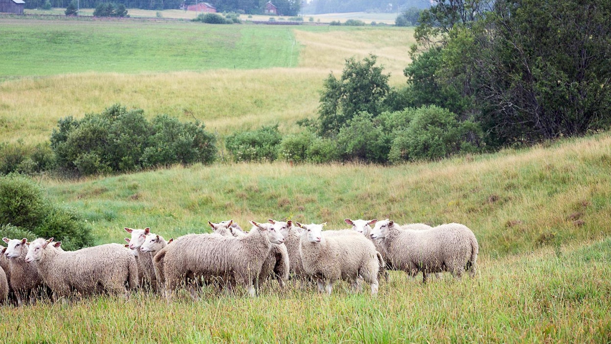 N. battus -sukkulamadot aiheuttavat yleensä oireita etenkin laiduntaville karitsoille. Arkistokuva, ei liity tapaukseen.
