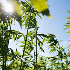 Hamppu on vanha viljelykasvi, josta tuotetaan Suomessa esimerkiksi kuituja ja siemeniä.