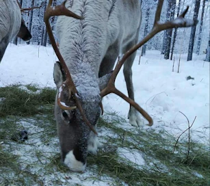 Erityisen harmissaan Joonas Törmänen on hänen pienen tyttärensä puolesta.