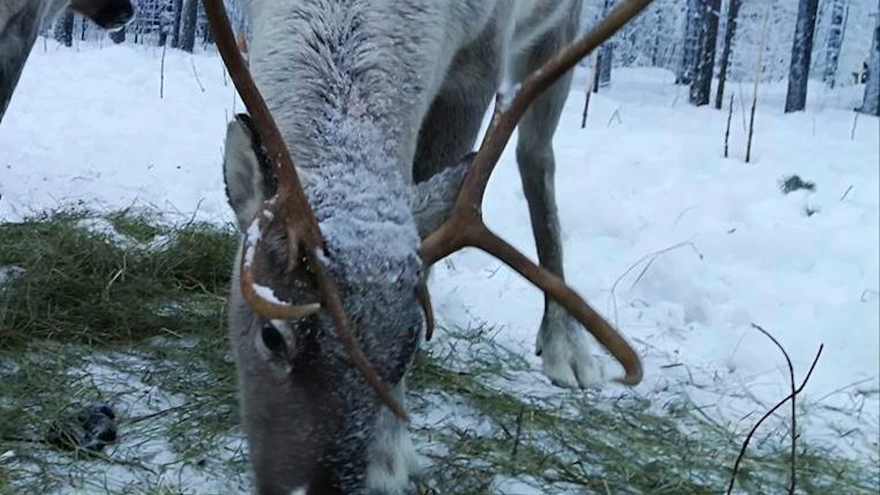 Erityisen harmissaan Joonas Törmänen on hänen pienen tyttärensä puolesta.