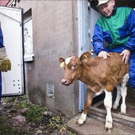 Lokakuussa Reino Parkko sai odottelun jälkeen lähetettyä vasikoita välitykseenAnjalankoskella. Kari Salonen