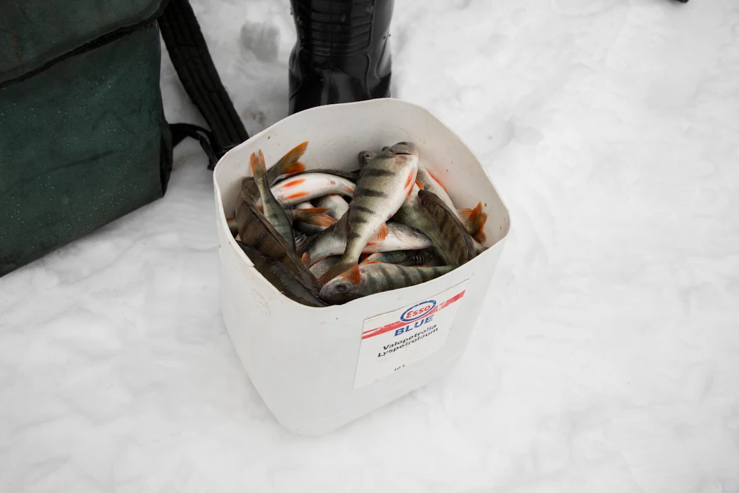 Suomen Vapaa-ajan kalastajien Keskusjärjestön voimassa olevien SM-pilkin kilpailusääntöjen mukaan saaliiksi saatu kala suositellaan lopetettavaksi.