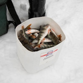 Suomen Vapaa-ajan kalastajien Keskusjärjestön voimassa olevien SM-pilkin kilpailusääntöjen mukaan saaliiksi saatu kala suositellaan lopetettavaksi.
