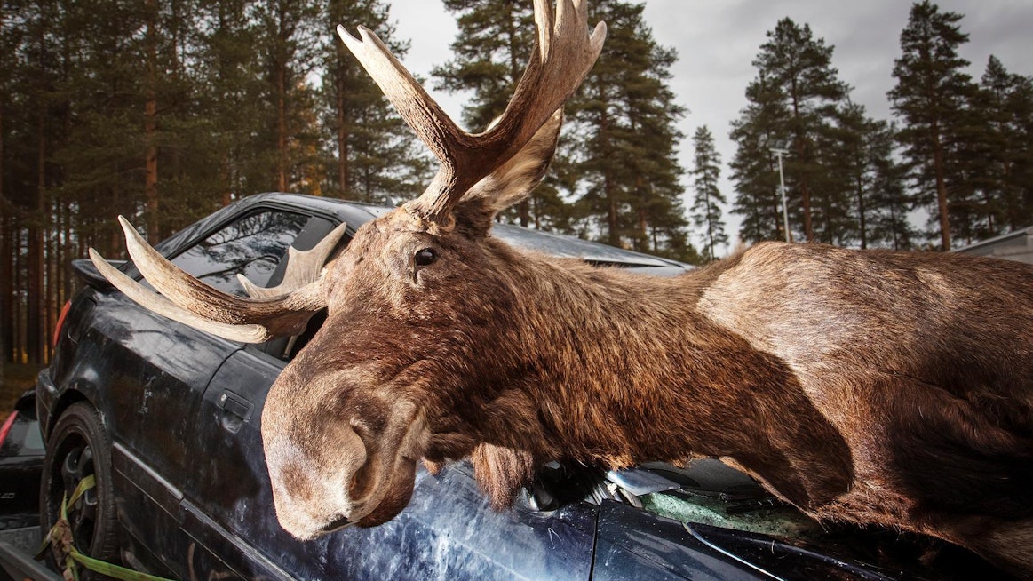 Hirvet liikkuvat paljon syksyllä, jolloin ne ovat kiimassa. Myös metsästys ja talvimuutto liikuttavat hirviä. Alkuillan hämäryys vaikeutti hirven havaitsemista – hirven tiedetään olevan aktiivinen liikkuja hämärissä.