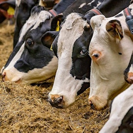 Karjatiloilla turve- ja multamaiden ilmastopäästöt ovat eläinten ruuansulatuksen aiheuttamia päästöjä suuremmat.