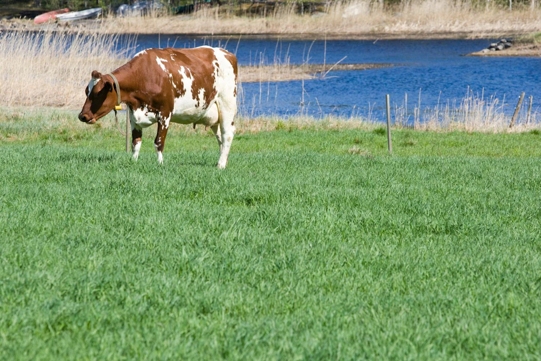 Mies meni rantalaitumelle kalaan ilman lupaa ja joutui sonnin puskemaksi. Kuvan ayrshirelehmä ei liity tapaukseen.