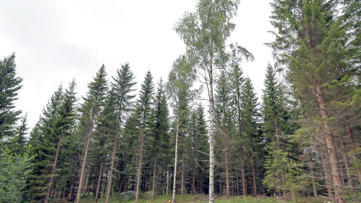 Koneviestin kokeilussa on selvitetty kirjanpainajatuhon hidastamista ja lopettamista ansojen avulla. Viimeisten vuosien koko kesän vaivannut kuivuus on lisännyt piilevän kirjanpainaja-aallon tulemista. Myös alkukesä 2020 oli kuiva ja kuuma, mikä altisti Suomen metsät uusille iskuille ja tuhojen laajenemiselle – ensimmäinen sukupolvi kirjanpainajia ehti lähteä liikkeelle. Loppukesän säät vaikuttavat siihen, mihin ensivuoden tilanne muuttuu.