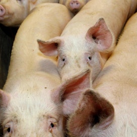 Euroopan komissio povaa vaikeaa vuotta sikamarkkinoille. Taustalla vaikuttaa sianlihan ylitarjonta, johon ovat johtamassa niin unionin sisäiset kuin ulkoisetkin syyt.