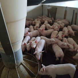 Tanskassa puhkesi lokakuussa salmonella-epidemia, jonka lähteeksi epäillään sianlihaa. Kuva ei liity tapaukseen.
