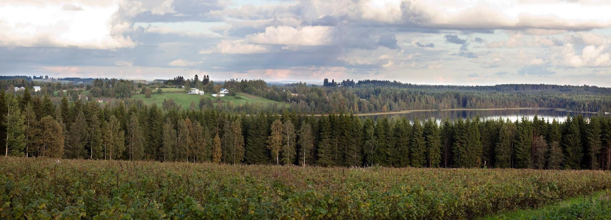 Kansallismaisema Ilomantsin Kirvesvaarassa. Valtakunnallisesti arvokkaan maisema-alueen satus ei riitä estämään tämän maiseman metsittämistä, Eija Hiltunen toteaa.
