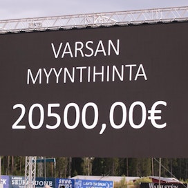 Kahden varsan hinta nousi Lahden kuninkuusravien huutokaupassa kaksi vuotta sitten yli 20 000 euron.