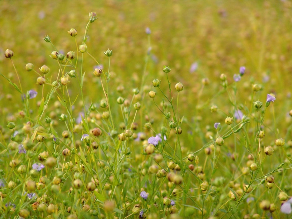 Pellava kasvaa Suomessa ravinteikkaaksi.