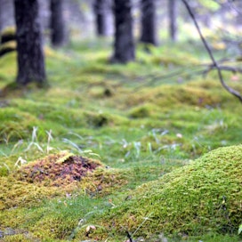 Yksityiset ihmiset omistavat noin 60 prosenttia Suomen metsäalasta.