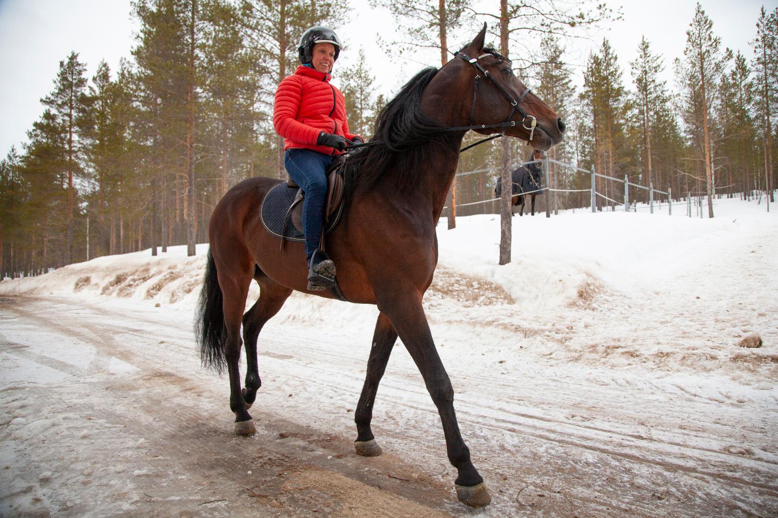 Hevosyrityksellä Monta Tukijalkaa: "Kuntoutettavia Hevosia Ajetaan ...