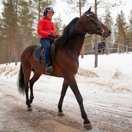 Sari Jauhojärven ratsastama ori Orlando tähyilee tammojen perään. Seuraava startti on lauantaina Harstadin monté-lähdössä.