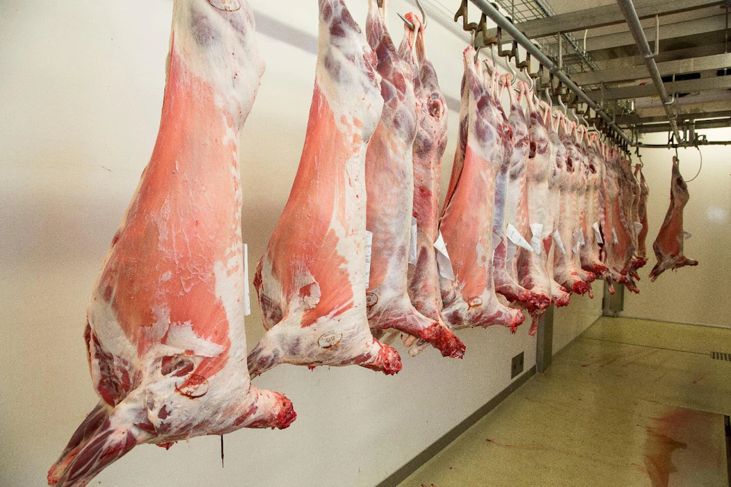 Valtaosa maailmalta Suomeen tuotavasta lampaanlihasta on halal-teurastettua. Arkistokuva suomalaisista karitsanruhoista teurastamolla.