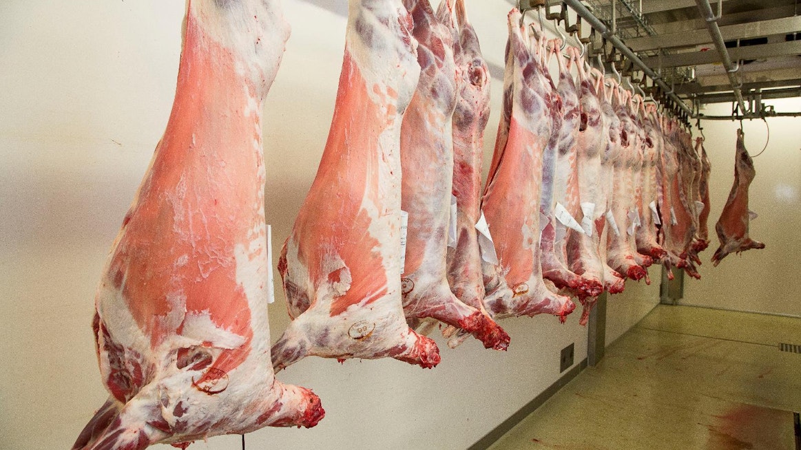 Valtaosa maailmalta Suomeen tuotavasta lampaanlihasta on halal-teurastettua. Arkistokuva suomalaisista karitsanruhoista teurastamolla.