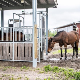 Harjun oppimiskeskuksessa on kaksi aktiivipihattoa: toinen tammoille ja toinen ruunille. Hevoset pääsevät ruokailemaan yksi kerrallaan automaateilta.