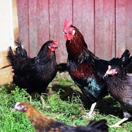 Maarianhaminalaisen lintutarhan kanoista löytyi lintuinfluenssaa. Kuvan kanat eivät liity tapaukseen.