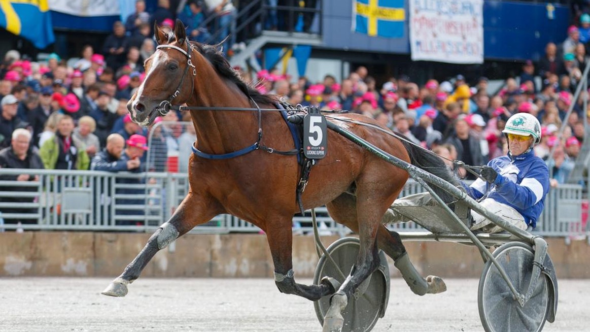 Looking Superb viime vuoden Elitloppetin yhteydessä rattaillaan Åke Svanstedt.