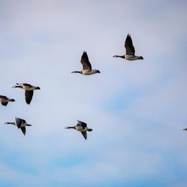 Poliisi ja saaristolintujen asiantuntija ovat Lännen Median mukaan käyneet tarkistamassa lintuluodon tuhot. Kuvituskuva.