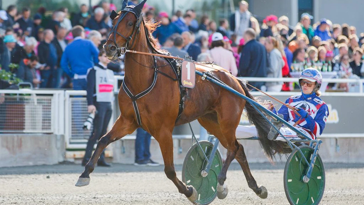 Timo Nurmoksen kasvattamalla ja valmentamalla Eeliksellä ja Olli Koivusella ei käynyt lähtöratatuuri tämän vuoden Jubileumspokalenissa. Kuvassa valjakko valmistautuu voittamaansa Harper Hanoverin lähtöön toukokuussa.
