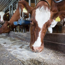 Jaksossa nähdään muun muassa, kuinka kaunottarilta sujuu lehmän ajaminen ulos navetasta ja lehmän lannan siivoaminen.
