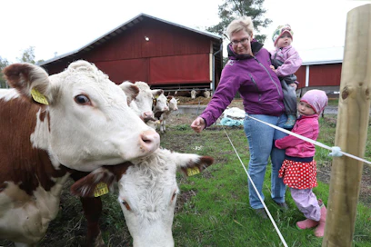 Syksyn sateet ovat vähän virkistäneet karjan laitumia, joita kuivuus on koetellut kovasti, kertoo Milla Ruuhikorpi. Tyttäret Alina (oikealla) ja Ella piipahtivat myös katsomassa herefordeja.