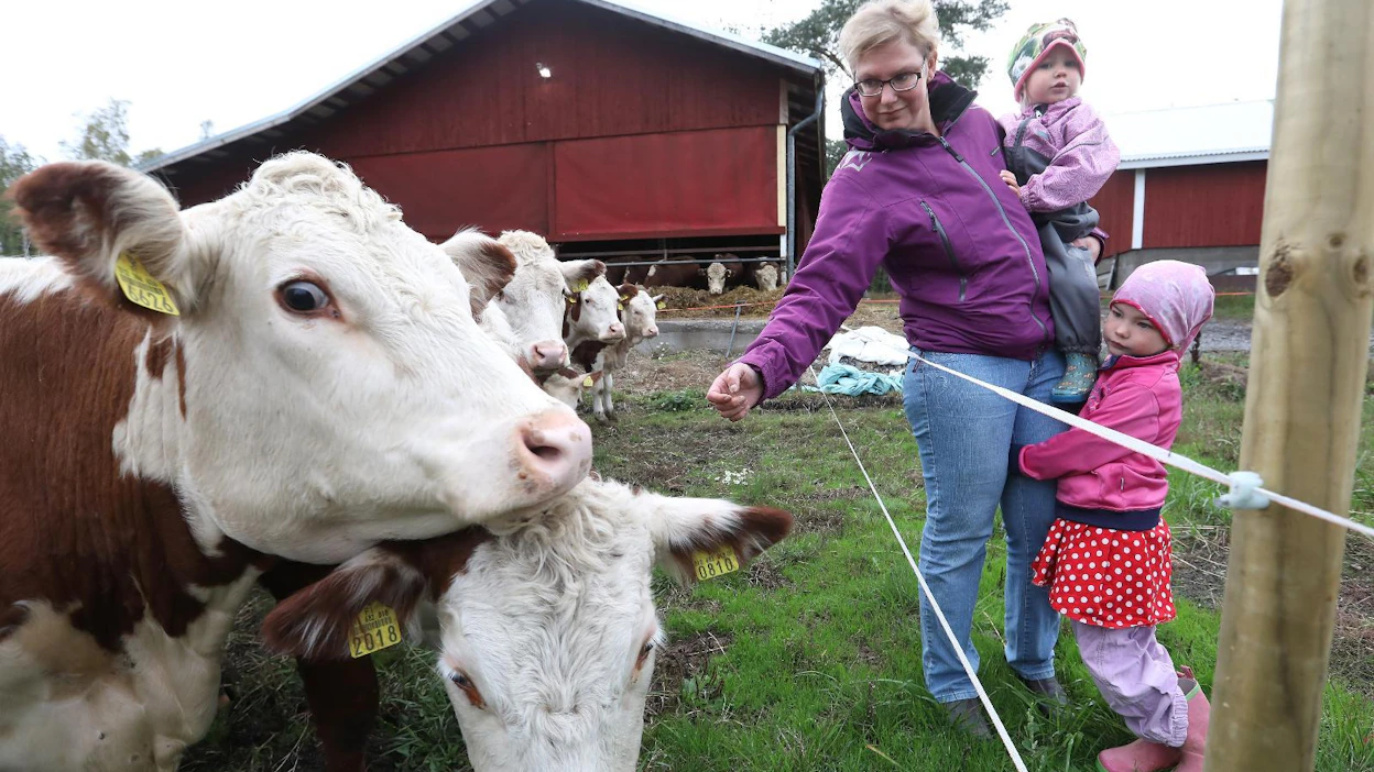 Syksyn sateet ovat vähän virkistäneet karjan laitumia, joita kuivuus on koetellut kovasti, kertoo Milla Ruuhikorpi. Tyttäret Alina (oikealla) ja Ella piipahtivat myös katsomassa herefordeja.