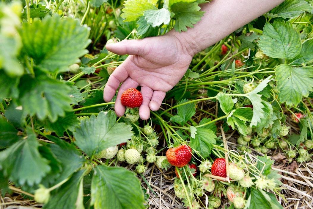 Topin Maatilalta saa muun muassa mansikkaa.