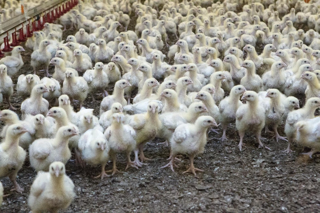 Broilerien määrä pitää ilmoittaa viimeistään ensi viikon keskiviikkona.