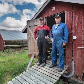 Matts ja Per-Ole Långin tilalla on kasvatettu turkiseläimiä vuodesta 1982 lähtien. Susiongelmat alkoivat viime syksynä.