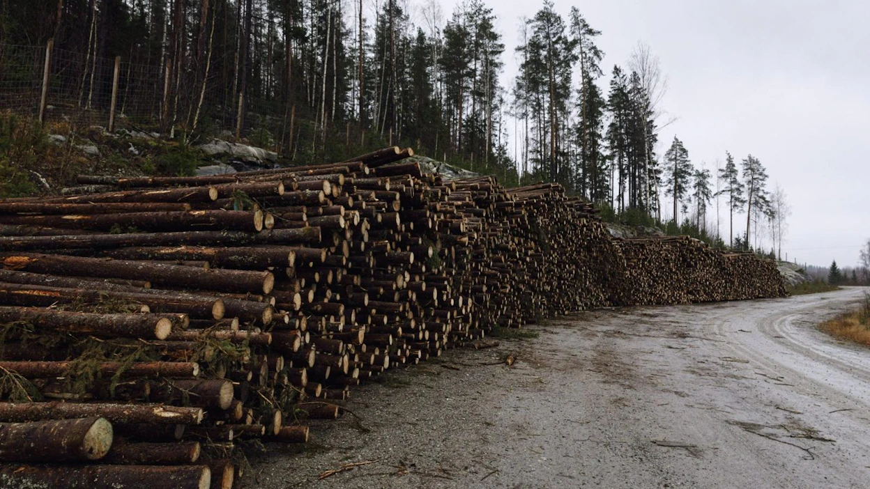 Metsäteollisuuden osuus Suomen tavaraviennin arvosta oli tammi-elokuussa 20 prosenttia. LEHTIKUVA / Roni Rekomaa