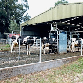 Laitumelta tulevat lehmät kulkevat pihalla olevan tunnistimen läpi, joka päästää lehmän korkeintaan kaksi kertaa vuorokaudessa lypsylle.