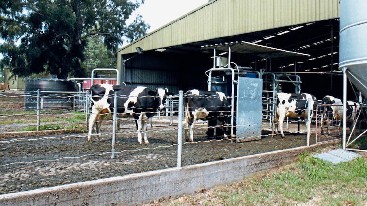 Laitumelta tulevat lehmät kulkevat pihalla olevan tunnistimen läpi, joka päästää lehmän korkeintaan kaksi kertaa vuorokaudessa lypsylle.