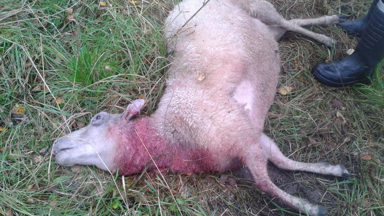 Rantalaitumia hoitaneiden lampaiden kesätyö päättyi alkuviikosta susien suuhun.