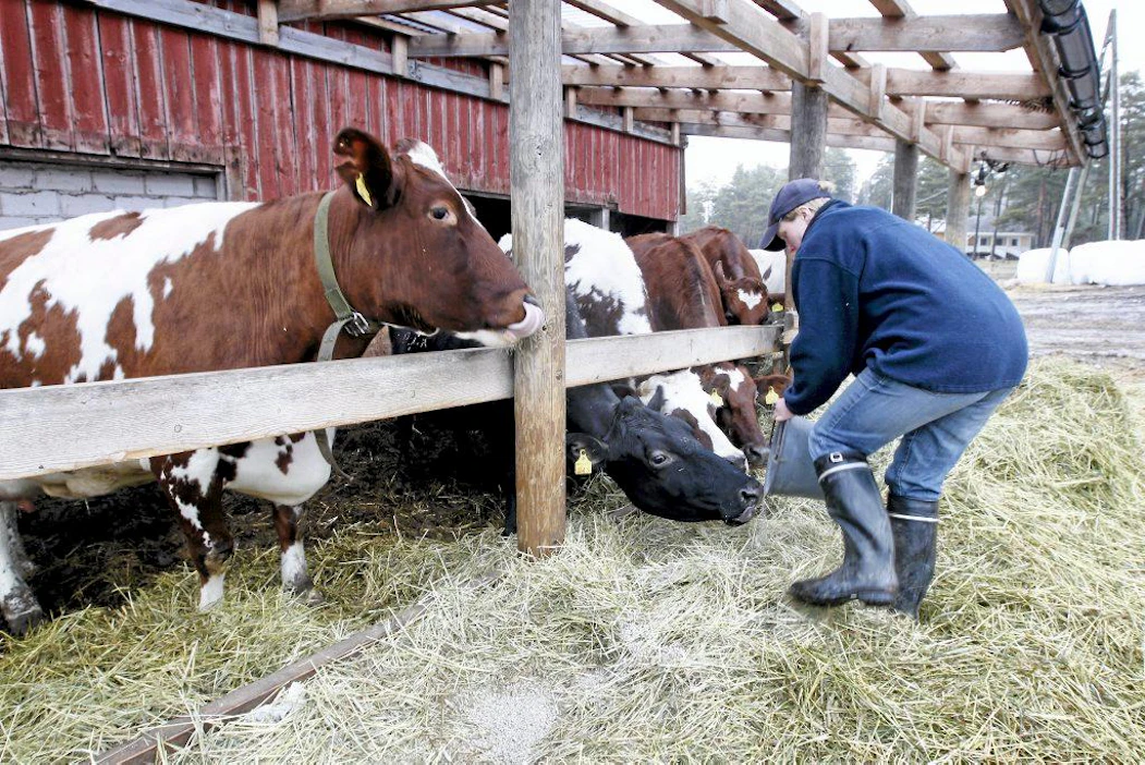 Lehmiä hoidetaan Suomessa antibiooteilla vain sairauksien vuoksi, Valion viestintäjohtaja Pia Kontunen korostaa. Antibioottien pääsy maitoihin asti ei ole Kontusen mukaan mahdollista.