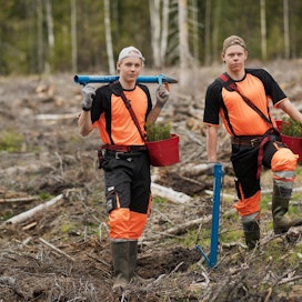 Eero ja Lauri Mannila istuttavat taimia viikonloppuisin. Urakkaluonteinen työ sopii kansainvälistä hiihtouraa tähyäville veljeksille, sillä työ on pystyttävä sovittamaan treenirytmiin.