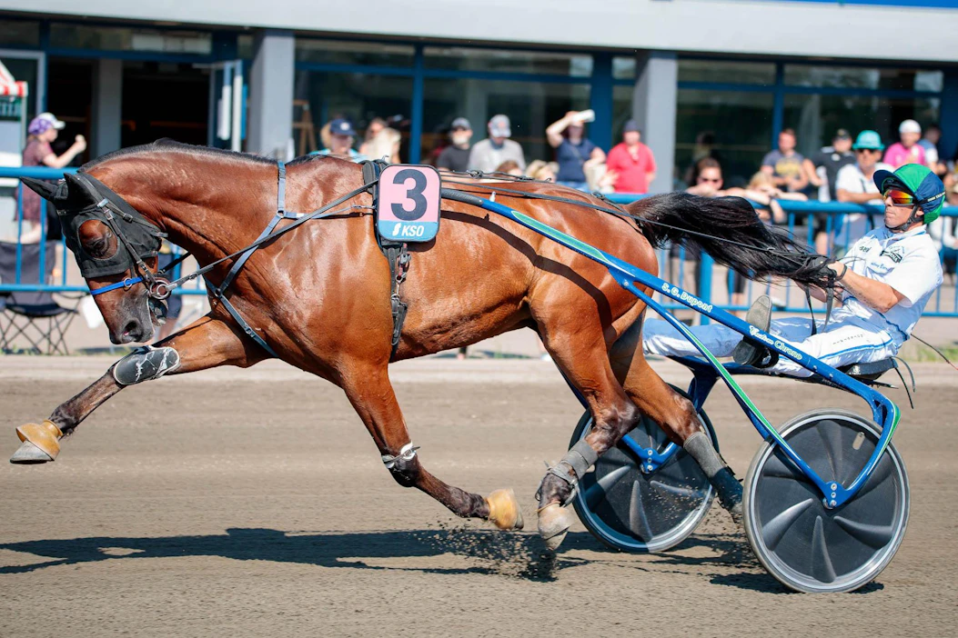 Ranskalaisruuna Ce Bello Romain teki vaikutuksen viime vuonna Kouvolassa ohjissaan Anthony Barrier. Ruuna saattaa palata rikospaikalle tänäkin kesänä.