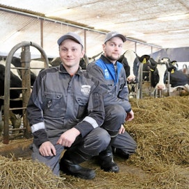 Heiskasen veljekset, Mikko (vas.) ja Lassi perustivat maatalousyhtymän ja ottivat kotitilan nimiinsä kuusi vuotta sitten. Tilaa on kehitetty ripeään tahtiin, joista tuorein siirto on karjan siirtäminen vuokranavettaan.