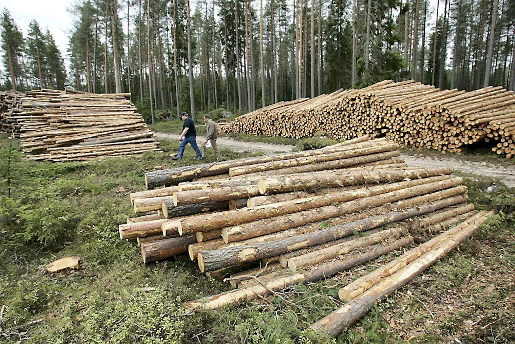 Metsä plus-teema. Puukauppa, pylväspuu, puupino, kuitupuu, tukkipino. Metsänomistaja Risto Pyykkönen (sininen paita, lippalakki) ja Keski-Pohjanmaan metsänomistajien liiton metsäpäällikkö Pentti Etelämäki.
Kesä