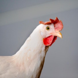 Tyson Foodsin teurastamoissa prosessoidaan joka viikko noin 41 miljoonaa kanaa. Nyt yhtiö sijoittaa lihaa korvaaviin tuotteisiin.