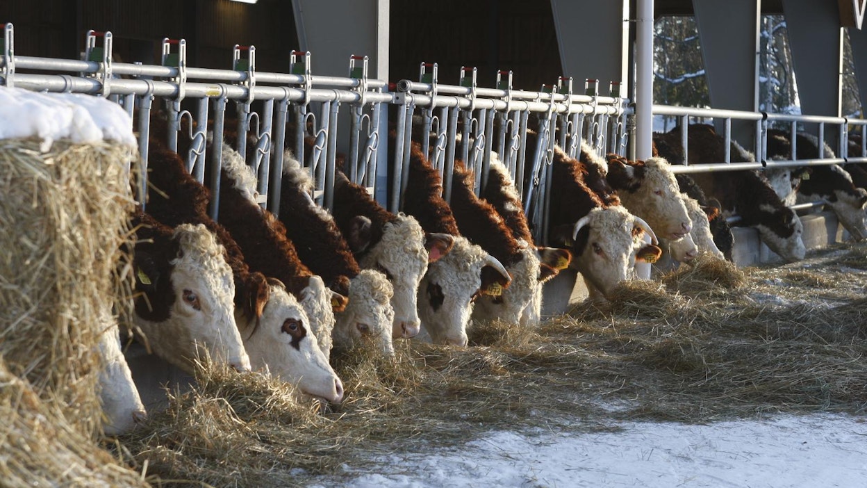 Ura maatalousyrittäjänä voi urjeta oppisopimuskoulutuksen avulla.